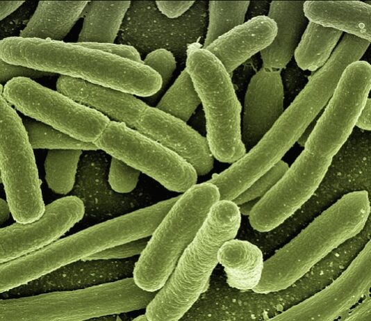 Jak pozbyć się bakterii z moczu domowe sposoby?
