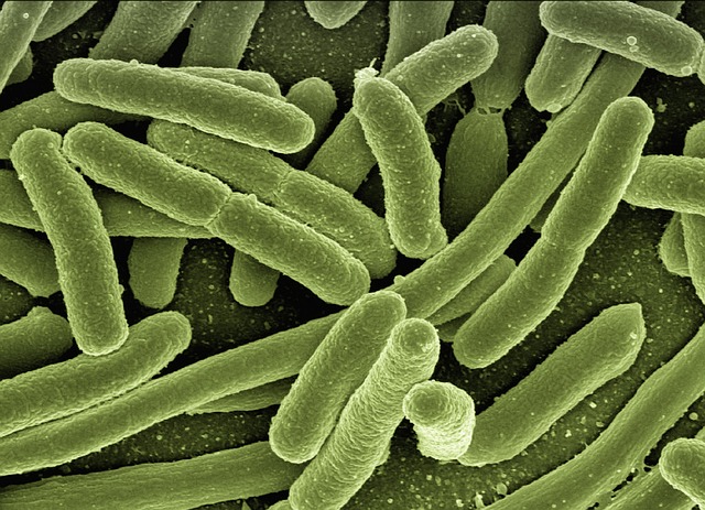 Skąd się biorą bakterie w moczu?