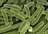 Jak skutecznie pozbyć się bakterii w moczu?