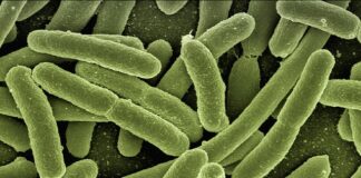 Co zabija bakterie coli w moczu?