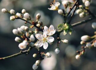 Czy woda różana jest dobra na trądzik?