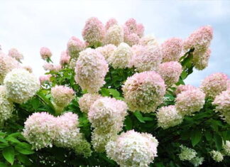 Hortensja Grandiflora